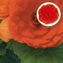 Afbeelding van Begonia knol P12 tub. Orange